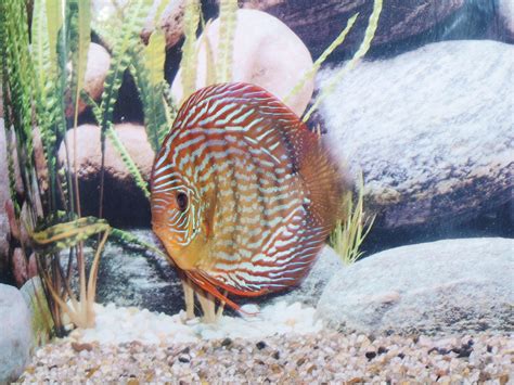 Stendker Discus .
